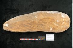 Foto (Objekt + Etikett) von Lepidodendron aculeatum St. (NHMW-GEO-2024-0188-11018)